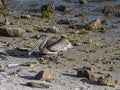 Florida Brown Pelican Looking Up at You