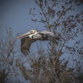 Florida Brown Pelican Says `HELLO!`