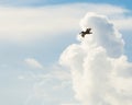 Florida Brown Pelican Soaring in the Clouds