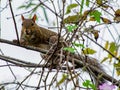 Florida Brown Squirrel