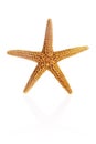 Florida Brown Starfish