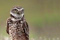 Florida Burrowing Owl Royalty Free Stock Photo