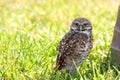 Florida Burrowing Owl