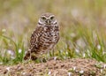 Florida Burrowing Owl Athene cunicularia floridana Royalty Free Stock Photo