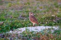 Florida burrowing owl Athene cunicularia floridana on nest/burrow in field with small flowers - Pembroke Pines, Florida, USA Royalty Free Stock Photo