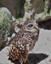 Florida Burrowing owl Royalty Free Stock Photo