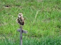 Florida burrowing owl on pole Royalty Free Stock Photo