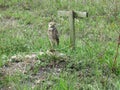 Florida burrowing owl Royalty Free Stock Photo