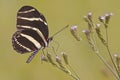 Zebra Heliconian drinking nectar