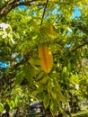 Florida Carambola or Starfruit and Tree