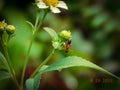 Florida Carpenter ant on a black jack weed Royalty Free Stock Photo