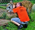 Florida catty shack wildlife ranch volunteer and tiger Royalty Free Stock Photo