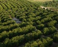 Florida Citrus Agriculture Royalty Free Stock Photo