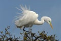 Florida- Close up of a Great White Egret in a Tree Top Royalty Free Stock Photo