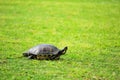 Florida Coastal Turtle Royalty Free Stock Photo