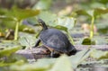 Florida Coastal Plain Cooter Turtle in Okefenokee Swamp Royalty Free Stock Photo