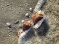 Florida Conch Shells