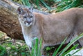 The florida Cougar looks to the right for danger