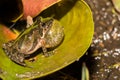 Florida Cricket Frog