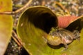 Florida Cricket Frog