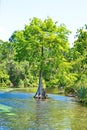 Florida Cyprus Tree in Natural Springs