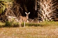 Florida Deer