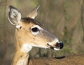 Florida Deer in the Everglades National Park