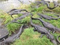 Florida Everglades Alligators pit