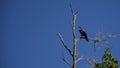 Florida Everglades bird. Royalty Free Stock Photo