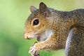 Florida- Extreme Close Up of a Wild Eastern Gray Squirrel Munching on a Pine Cone