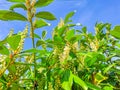 Florida fiddlewood, Spiny fiddlewood or Citharexylum spinosum bloom in hand