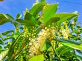 Florida fiddlewood, Spiny fiddlewood or Citharexylum spinosum bloom