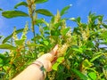 Florida fiddlewood, Spiny fiddlewood or Citharexylum spinosum bloom in hand