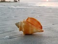 Florida Fighting Conch on the Beach