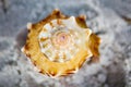 Florida Fighting Conch Shell on Beach Royalty Free Stock Photo