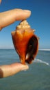 Florida fighting conch shell Royalty Free Stock Photo