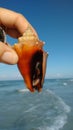 Florida fighting conch shell Royalty Free Stock Photo