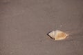 Florida fighting conch Strombus alatus shell Royalty Free Stock Photo