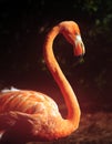 Florida flamingo