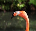 Florida Flamingo