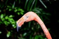 Florida Flamingo