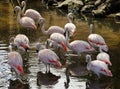 Florida Flamingo Young Pink Birds Royalty Free Stock Photo