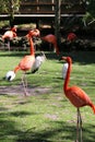 Florida Flamingos Strutting in Homosassa Springs Royalty Free Stock Photo