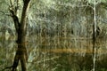 Florida forest flood