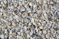 Florida Fort Myers beach sea shells sand US Royalty Free Stock Photo