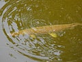 Florida gar fish (Lepisosteus platyrhincus) Royalty Free Stock Photo