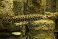 The Florida gar Lepisosteus platyrhincus. Royalty Free Stock Photo