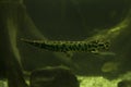 The Florida gar Lepisosteus platyrhincus. Royalty Free Stock Photo