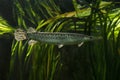 The Florida gar Lepisosteus platyrhincus. Royalty Free Stock Photo