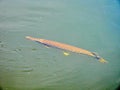 Florida gar (Lepisosteus platyrhincus) Royalty Free Stock Photo